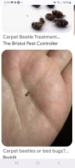 omg I’ve just woken up in a hotel as I felt something crawling on me, it was a bloody bed bug