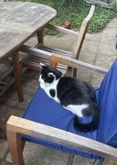 Cat tired in this weather