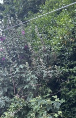 Why do people want to rip every plant out of their gardens?!