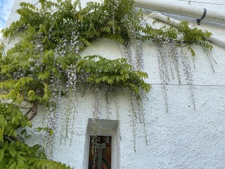 Should I replace a pale wisteria or give it more time?