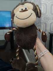 Looking for monkey dog toy