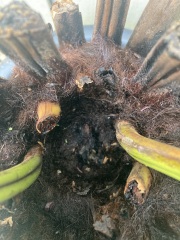Dicksonia Antartica- pics, what do we think?