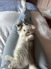 Will our calm British Shorthair kitten stay easy-going as she grows?