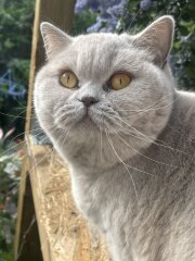Will our calm British Shorthair kitten stay easy-going as she grows?