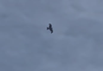 Any birdwatchers around to help me ID this bird?
