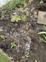 What is this powdery stuff in my soil?