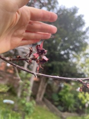 What is wrong with this cherry?