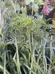 Mystery plant.