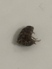 omg I’ve just woken up in a hotel as I felt something crawling on me, it was a bloody bed bug