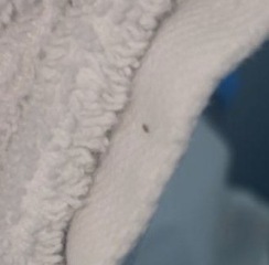 ? bed bugs...freaking out