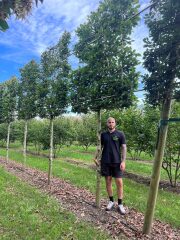 Increasing fence height to improve privacy in the garden - help!