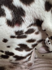 More Histiocytoma or Mast cell tumours