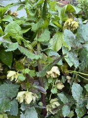 Plant ID - sorry, a bit difficult