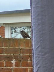 Can anyone identify this bird seen in southern England today?