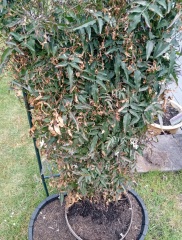 Why is my Jasmine dying?