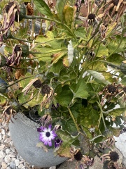 Has the heatwave completely killed this plant or is it salvageable?