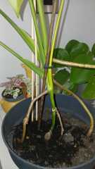 Monstera advice pics inc