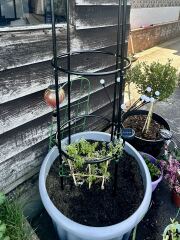 My wisteria is tiny and Reddit told me it’s going to take 20 years to flower