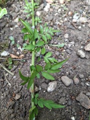 Can anyone identify this plant in my garden please?