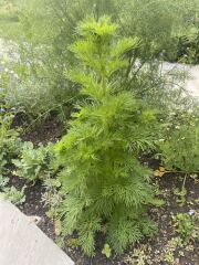 Plant IF request