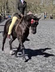 Can stables weigh my daughter rather than accept my word?