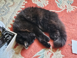 Cat tired in this weather