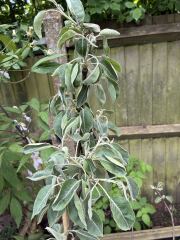 What is going with my new pear tree