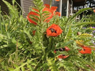 Oriental poppy help please?