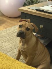 What has surprised you most about dog ownership?