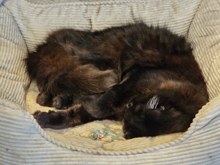 Get A Compass! The Excellent Cats embrace a new rallying cry