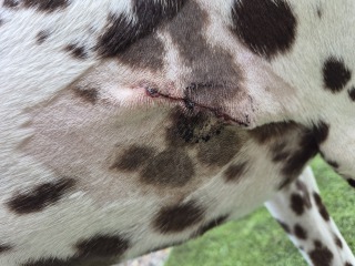 More Histiocytoma or Mast cell tumours