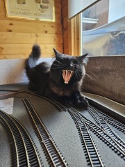 Get A Compass! The Excellent Cats embrace a new rallying cry