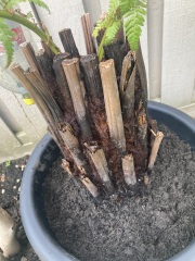 Dicksonia Antartica- pics, what do we think?