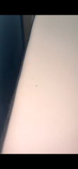 ? bed bugs...freaking out