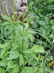 2026 Allotmenteers - have we lost the plot?!