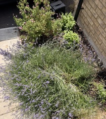 How should I prune overgrown, leggy lavender without losing the flowers?