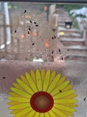 Tiny black flying bugs in the house, are they fruit flies?