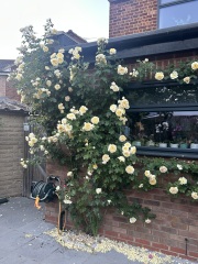 What’s looking gorgeous in your garden right now?