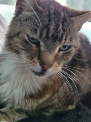 Cat tired in this weather