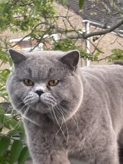 Will our calm British Shorthair kitten stay easy-going as she grows?