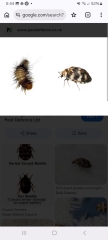 omg I’ve just woken up in a hotel as I felt something crawling on me, it was a bloody bed bug
