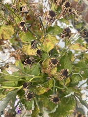 Has the heatwave completely killed this plant or is it salvageable?