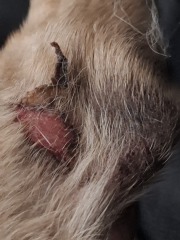 At my wits' end with my dog's itching and swollen glands