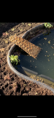 Calling all pond owners