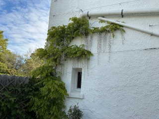 Should I replace a pale wisteria or give it more time?