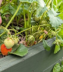 Year Round Nigel Slater discussion thread - Part 4