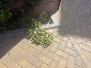 How can I train clematis up a barn without trellis?
