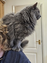 Do some cats just not like laps?