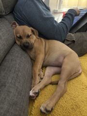What has surprised you most about dog ownership?