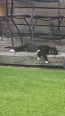 Itchy Bald Kitty